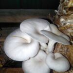 Mushroom Cultivation