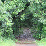 mawphlang sacred grove (4)