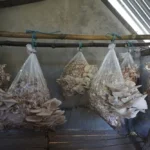 SynjukKaHima-GalleryImage (1)