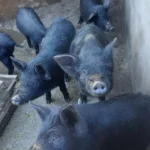 SynjukKaHima-GalleryImage (2)