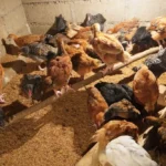 SynjukKaHima-GalleryImage (7)