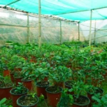 SynjukKaHima-GalleryImage (9)